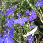 blume